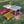 Foldable Wooden Low Table - Tapered Legs