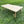 Foldable Wooden Low Table - Tapered Legs